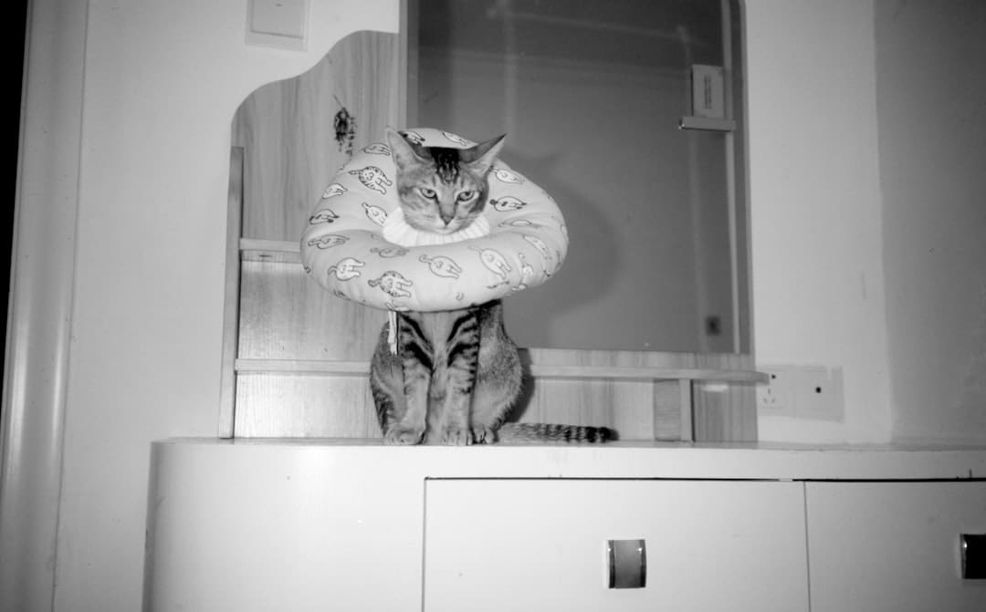 《献鱼》原著神交是什么意思?